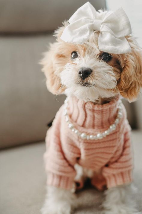 Sharing is caring, glad that my big sister share this cute Fitwarm sweater with me! #dogsweater #dogclothes #petclothes #petoutfit #petsweater #dogoutfit #warm #outfit Puppies Dressed Up, Dog Pink Aesthetic, Dog In Clothes, Puppy Outfits, Doggie Clothes, Dog Fever, Knit Pajamas, Warm Outfit, Babies Fashion