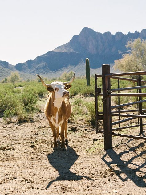 White Stallion, Mexican Night, Vanessa Jackman, Longhorn Cattle, Cattle Ranching, Western Riding, Dude Ranch, About A Girl, Ranch Life