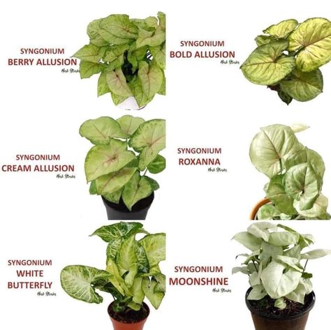 Syngonium Varieties, Plant Leaf Identification, Syngonium Plant, Leaf Identification, Arrowhead Plant, Paradise Plant, Weird Plants, Leafy Plants, Inside Plants