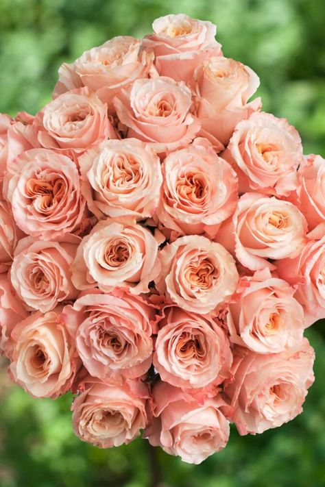 Peach roses Pink Rose Meaning, Rose Meanings, Rose Color Meanings, Bunch Of Red Roses, Rose Meaning, Rose Colors, Coral Roses, Most Popular Flowers, Bridal Roses