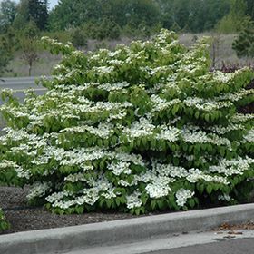 Shasta Doublefile Viburnum (Viburnum plicatum 'Shasta') at Pender Pines Garden Center Thumbnail Doublefile Viburnum, Viburnum Plicatum, Pine Garden, Conifers Garden, Landscape Nursery, Low Maintenance Shrubs, Dogwood Trees, Planting Shrubs, New Garden