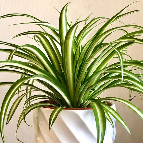 Spider Plant Indoor, Indoor Tree Plants, Spider Plant Care, Best Air Purifying Plants, Indoor Tree, Spider Plant, Plant Tattoo, Best Indoor Plants, Air Purifying Plants