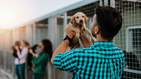 We have a high volume of applicants for each dog—applicants with superior math skills and glossy hair, applicants whose friends regard them more highly than yours do you. Free Puppies, Puppy Bowls, What Kind Of Dog, Dog List, Kinds Of Dogs, Crust Recipe, Recipe Video, Atlantic City, Terrier Mix