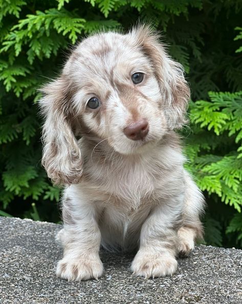 Head tilt game on point 😘 | Instagram Spotted Mini Dachshund, Mini Dash Hound, Doxen Puppies, Dream Puppy, Daschund Puppies, Perro Shih Tzu, Regnul Animal, Mini Animals, Head Tilt