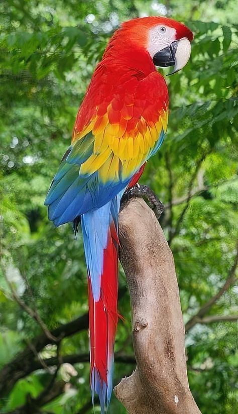 Facts About Parrots, Parrot Facts, Air Birds, Good Morning Sunday Images, Bird Painting Acrylic, Scarlet Macaw, Parrots Art, Scary Animals, Macaw Parrot