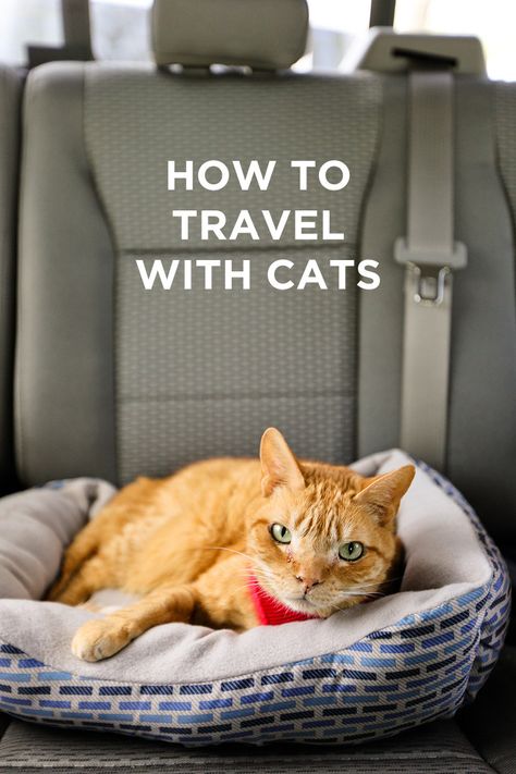 Traveling with Cats - How to Prep Your Cats for Life On the Road or Just a Long Road Trip // #localadventurer #cat #cats #traveltips #rvlife #rving Traveling With Cats, Life On The Road, Puppy Pads, Cat Info, Long Road Trip, Cat Care Tips, Kitten Care, Pet Friendly Hotels, Cat Travel