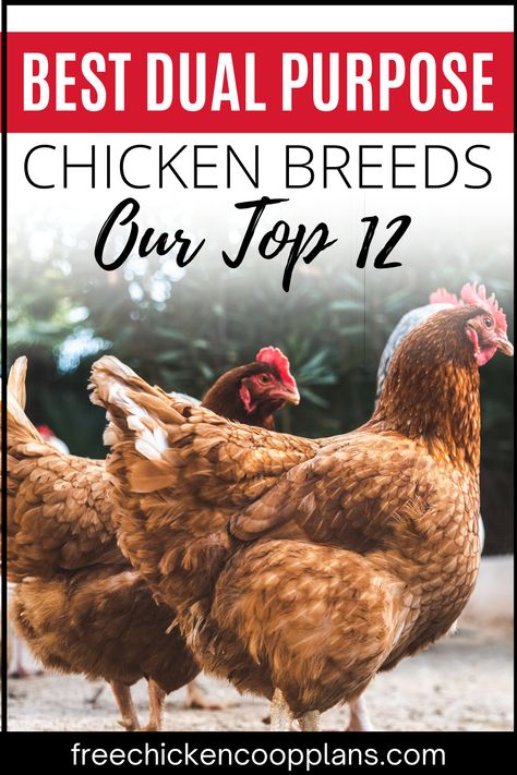 Learn which chicken breeds are best for either egg AND meat production. With some breeds, you can have the best of both worlds! Cinnamon Queen Chicken, Chicken Roost, Meat Birds, Black Oil Sunflower Seeds, Chicken Eating, Raising Backyard Chickens, Backyard Flocks, Egg Production, Keeping Chickens