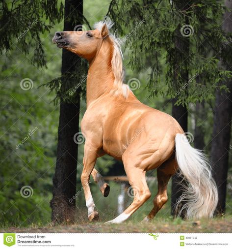 Horse Rearing Photography, Horse Action Pose, Horse Facing Forward, Wild Palomino, Sculpture Poses, Sculpting Inspiration, Ghost Horse, Horse Poses, Palomino Horses