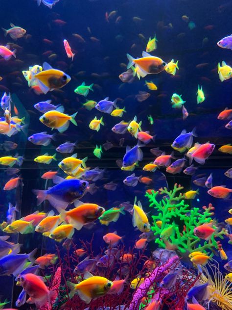 Social Media Specialist, Colourful Fish, Pretty Fish, Betta Fish Tank, Digital Marketing Seo, Underwater Art, Under The Sea Theme, Underwater Life, Media Specialist