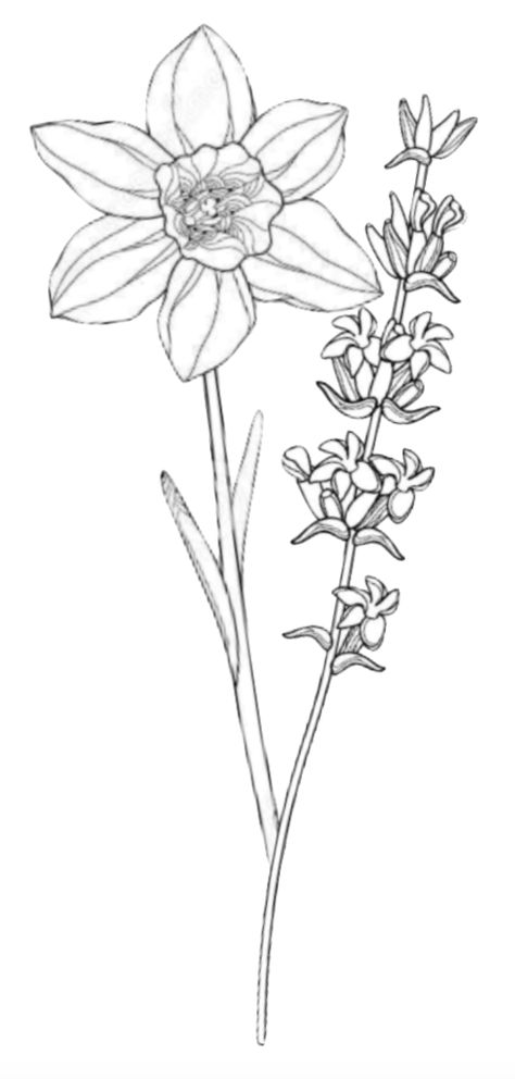 Narcissus and Lavender tattoo idea Larkspur And Daffodil Flower Tattoo, Larkspur Daffodil Tattoo, Larkspur And Narcissus Tattoo, Lavender And Daffodil Tattoo, Narcissus Holly Tattoo, Narcissus And Gladiolus Flower Tattoo, Larkspur And Narcissus Flower Tattoo, Larkspur And Daffodil Tattoo, Paperwhite Narcissus Tattoo