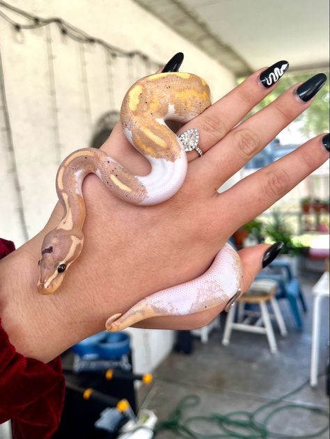 White and yellow snake wrapped around a women’s hand. Snake is a Banana Yellow Bellied Pied Ball Python. Women has a white snake painted on her black nails. Spotted Python, Banana Pied Ball Python, Banana Python, Ball Python Art, Banana Snake, Corn Snake Morphs, Cute Ball Python, Pied Ball Python, Banana Ball Python