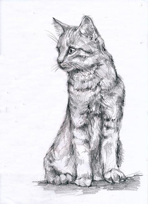 Cat Sitting Down Drawing, Sitting Cat Drawing, Cat Sitting Drawing, Cat Sitting Down, Cat Sketches, Animal Drawings Sketches, Cat Sketch, Doodles Drawings, Disney Art Drawings