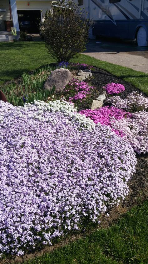 Frontyard landscaping. Creeping Flocks Carpet Snow and later Dwarf Iris and pink Buttercups Landscaping Front Yard With Porch, Front Yard With Porch, Gardening On A Slope, Red Creeping Thyme, Ranunculus Pink, Garden Front Of House, Garden Planning Layout, Weeping Cherry Tree, Yard Landscape Ideas