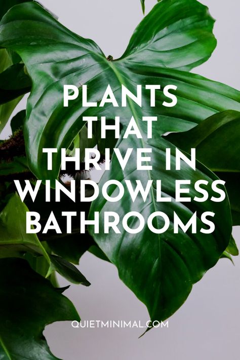 Plants In Bathroom Without Window | Plants That Thrive In Windowless Spaces - Quiet Minimal - Interior Design Inspiration & Ideas Faux Bathroom Window, Windowless Toilet Ideas, Best Plants For Bathroom With No Window, No Window Bathroom Plants, Windowless Bathroom Plants, Orchid In Bathroom Ideas, No Light Bathroom Plants, Small Bathroom Ideas Windowless, Plants Bathroom No Window