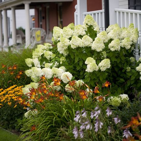 Get plants trialed and tested for your climate when you browse by growing zone. Browse our selection of plants hardy for USDA zone 9a. Hardy Hydrangea, Drought Tolerant Shrubs, Hydrangea Landscaping, Hydrangea Varieties, Panicle Hydrangea, Limelight Hydrangea, Hydrangea Garden, Hydrangea Paniculata, Planting Hydrangeas