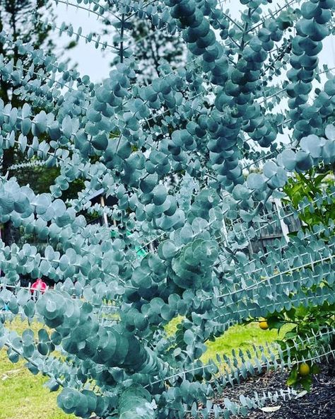 Landscape Designer Melbourne on Instagram: "Eucalyptus pulverulenta ‘Baby Blue’. I was given a few tubes and popped them in to see how they went.. and now I want more! With a striking leaf arrangement and dramatic horizontal branching they add great texture and are a real conversation piece in our still be to be developed rear garden. The branches make a great addition to cut flower arrangements and when the small tree gets too straggly you can coppice it to refresh the more juvenile and elegant Eucalyptus Pulverulenta, Cut Flower Arrangements, Garden Farming, Bush Garden, Blue Eucalyptus, Real Conversation, Landscape Designer, Garden Inspo, Cut Flower Garden