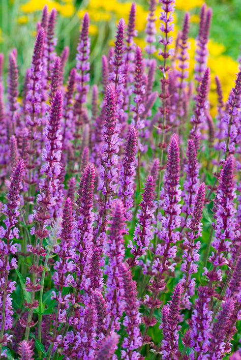 Woodland Sage- TownandCountrymag.com Woodland Sage, Garden Flowers Perennials, Best Perennials, Garden Shrubs, Flower Spike, Climbing Roses, Perennial Garden, Flowers Perennials, Butterfly Garden