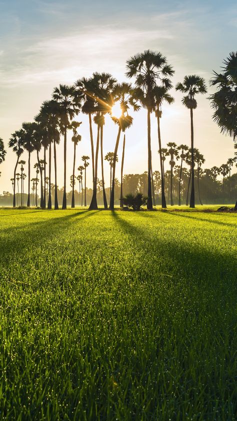 Rural Photography, Landscape Sunrise, Sunrise Nature, Green Farm, Farm Photography, 2160x3840 Wallpaper, Nature Hd, Village Photography, Artsy Photos