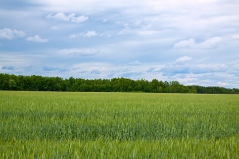 Background Green Landscape, Green Field Aesthetic, Nature Aesthetic Landscape, Nature Background Landscape, Campo Aesthetic, Environment Aesthetic, Background Environment, Background Tree, Sunshine Photography