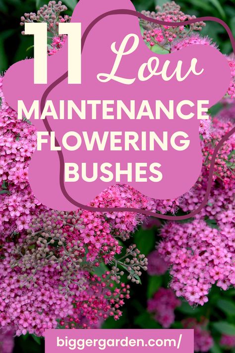 Unlock the key to a stunning front yard makeover with our expertly curated list of 11 Low Maintenance Flowering Bushes, guaranteed to add beauty and charm to your home's exterior. Explore a variety of options that promise vibrant blooms year-round with minimal effort, perfect for busy gardeners. Click here to discover these garden essentials and follow us for more tips on effortless landscaping! Azalea Bushes Front Yards, Cottage Style Front Yard, Border Plants Low Maintenance, Flower Bushes Front Yards, Flowering Bushes For Front Of House, Front Years Landscape Ideas, Bushes In Front Of House Low Maintenance, All Year Round Plants Front Yards, Low Maintenance Shrubs Front Yards