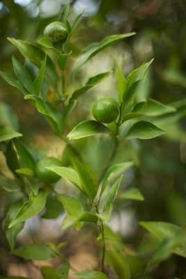 How to Force Blooms on a Lime Tree Bonsai Orange Tree, Persian Lime Tree, Key Lime Tree, Growing Lemon Trees, Lime Trees, Growing Fruit Trees, Florida Gardening, Growing Gardens, Lime Tree