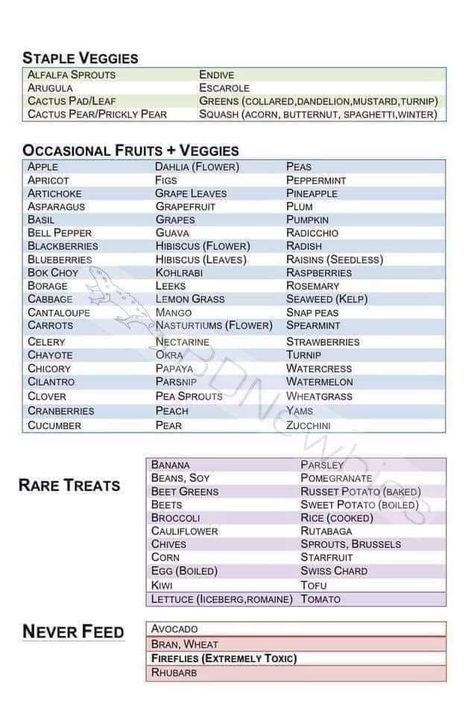 Dragon Food, Cactus Pears, Bearded Dragon Food, Bearded Dragon Diet, Hibiscus Leaves, Baby Bearded Dragon, Bearded Dragon Care, Food Chart, Alfalfa Sprouts