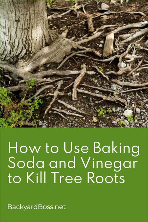 Don't want to call in a professional? Here's an easy DIY solution that you can turn to when you're faced with pesky tree roots! Kill Tree Roots, Removing Tree Stumps, Florida Gardens, Cheap Landscaping, Different Types Of Fences, Baking Soda And Vinegar, Cheap Landscaping Ideas, Dry Tree, Poplar Tree