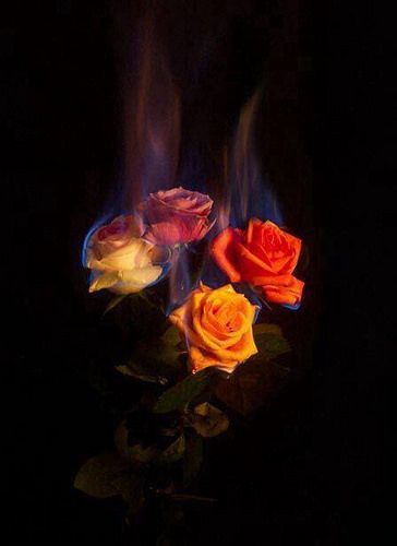 Wallpaper Mawar, Rose On Fire, Burning Flowers, Burning Rose, Wallpaper Estetika, Aesthetic Roses, Fire Photography, Rosé Aesthetic, Fire Flower