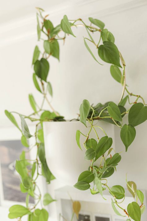 DIY indoor climbing houseplant trellis | Plant ideas | Circle Wreath and Floral Wire with Stake | Great for pathos, philodendron, Hoya or faux / fake | House Decor | bathroom, bedroom, living room | hanging, wall Diy Plant Climbing Pole, Diy Hoya Trellis, Diy Pot Trellis, Diy Wire Plant Trellis, Diy Plant Support Indoor, Indoor Trellis Ideas, Diy Trellis For Potted Plants, Homemade Trellis, Money Plant Indoor