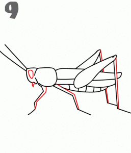 how to draw a grasshopper Easy Drawing Tutorial, Grasshoppers, Paper Pencil, Piece Of Paper, Drawing Tutorial Easy, Homeschool Ideas, Easy Drawing, Drawing Lessons, Woodland Creatures