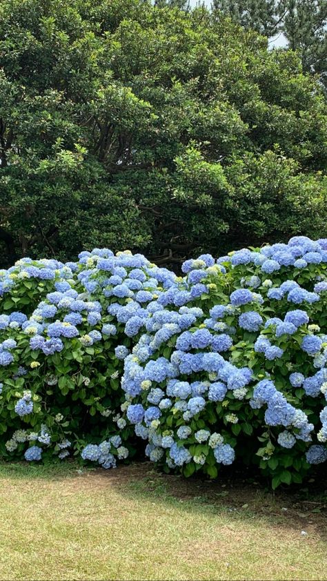 Blue Hydrangea Bush, Isaiah 65, Hydrangea Bush, Company Branding, Blue Hydrangea, Hydrangea, Flower Garden, Branding, Collage