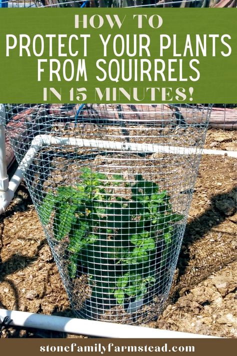 How to Protect a Garden from Animals in 15 Minutes | Stone Family Farmstead Animal Proof Garden, Squirrel Proof Garden, Plant Cages, Diy Garden Fence, Creative Planter, Plant Tips, Plant Covers, Garden Animals, Garden Help