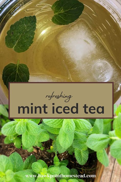 So great to make mint iced tea with fresh mint from your garden! Mint iced tea is such a refreshing drink and from all-natural ingredients. On a hot summer day, there’s nothing like walking out to your garden, picking some fresh herbs, and making your own herbal tea. This mint tea recipe is the easiest way to enjoy the mint growing in your garden. Making refreshing teas from flowers, herbs or weeds is such a great and beneficial thing to do. Homemade Mint Tea, Mint Jelly Recipe, Bourbon Bbq Sauce Recipe, Mint Growing, Mint Tea Recipe, Tinctures Recipes, Lotion Bars Recipe, Dill Pickle Recipe, Iced Tea Recipe