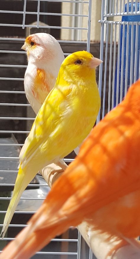 Canary Birds, Snap Streak Ideas Easy, Cute Flower Wallpapers, Pretty Animals, Pet Bird, Cool Pictures Of Nature, Cute Birds, Alam Yang Indah, Beautiful Nature Scenes