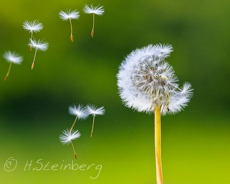 dandelion clock [K538] [Explore] | Dandelion Clock A classic… | Flickr Dandelion Clock, Hard Drive, Lightroom, Dandelion, Canon, Clock, Germany, Drive, Canvas Prints