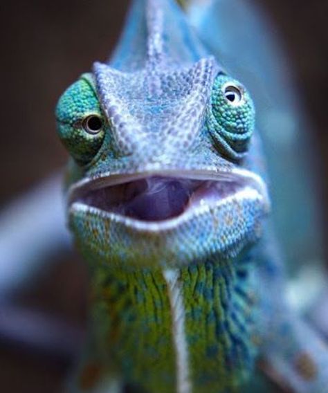 “A chameleon can move its eyes in two directions at the same time. 🦎 #FactManiac” Chameleon Eyes, Lizard Eye, Pet Portraits Photography, Terrarium Supplies, Natural Curiosities, Chameleons, Wild Creatures, Reptiles And Amphibians, Bearded Dragon