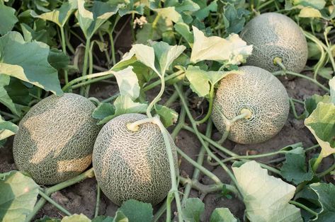 Cantaloupe Plant, Melon Plant, Musk Melon, Growing Melons, Planting Tools, Fruit Seeds, Bountiful Harvest, Tomato Seeds, Summer Plans