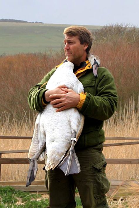 Swan Hugs Man Who Rescued It Bizarre Pictures, Mute Swan, In His Arms, Sweet Animals, Cute Funny Animals, Animals Friends, Beautiful Creatures, Beautiful Birds, In A Heartbeat