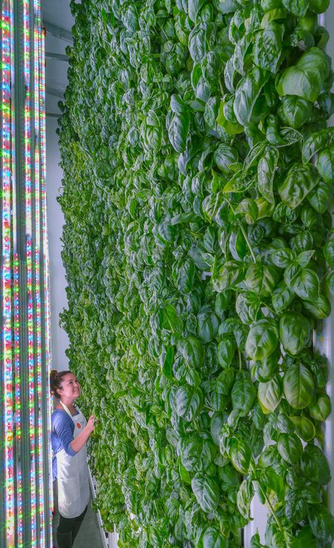 This Is Why Jeff Bezos Is Spending Millions on an Indoor Farming Startup Growing Tomatoes Indoors, Tomatoes In Containers, How To Grow Tomatoes, Indoor Farming, Tomato Farming, Hydroponic Farming, Growing Tomatoes In Containers, Farming System, Vertical Farming