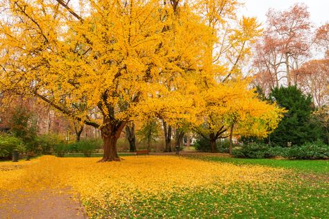 Ginkgo Tree Care Tips: How to Grow a Ginkgo Tree - 2022 - MasterClass Ginkgo Biloba Tree, Maidenhair Tree, Ginkgo Tree, Street Trees, Landscape Construction, Ornamental Trees, Shade Trees, Ginkgo Biloba, Tree Care