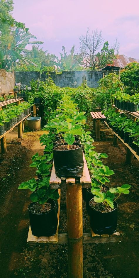 Diy Vertical Garden, Vertical Vegetable Gardens, Medicinal Garden, Small Vegetable Gardens, Vegetable Garden Diy, Backyard Vegetable Gardens, Garden Kit, Veg Garden, Home Garden Design