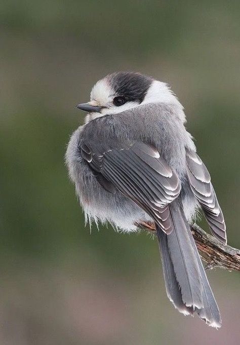 Gray Jay, Bird Sketch, Tiny Bird, Bird Artwork, Instagram Frame, Bird Pictures, Exotic Birds, Pretty Birds, Bird Photo