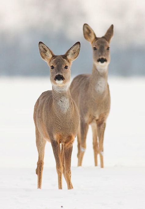 Water Deer, Female Deer, Deer Species, Hunting Girls, Roe Deer, Animal Groups, Wild Creatures, Whitetail Deer, Animals Friends