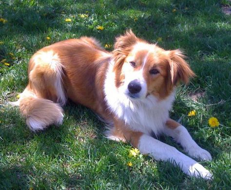 English Shepherd Dog, Medium Dogs Breeds, English Shepherd Puppy, Dog Therian, Golden Shepherd, Family Dogs Breeds, Shepard Dog, English Shepherd, Dog Breeds Medium