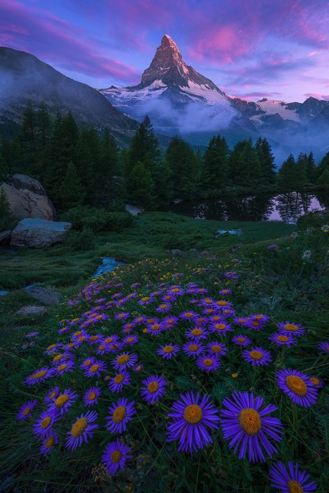 🌼 Witness the breathtaking beauty of wildflowers blooming against the iconic backdrop of Matterhorn in Zermatt, Switzerland! Click the link to discover the magic: [link] #SwissAlps #NaturePhotography Switzerland Wallpaper, Zermatt Switzerland, Flowers Fashion, Nature Wallpapers, Virtual Art, Nature Play, Floral Poster, Aesthetic Love, Zermatt