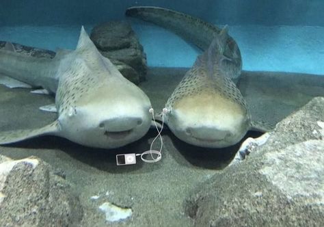 Shark Aesthetics Cute, Sharks Being Silly, Silly Sea Animals, Milk Shark, Sharks In Love, Sharks Aesthetic, Shark Pics, Sharks Cute, Funny Sharks