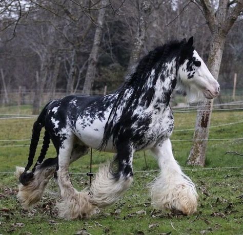 Prettiest Horses, Big Horse Breeds, Unusual Horse, Horse Markings, Rare Horses, Horse Inspiration, Big Horses, Horse Aesthetic, Most Beautiful Horses