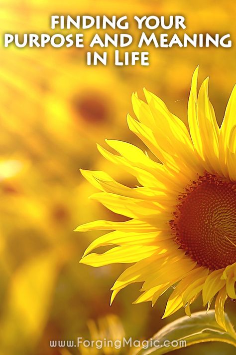 How can I find meaning in life? Discovering our purpose and giving life meaning comes from those little things that we dedicate ourselves to every day. Small steps and changes can make a big difference in our lives, our communities and our world. Learn how to discover your own meaning in life and give it a purpose that is uniquely yours. Click to learn more. #MeaningofLife #Purpose #LifePurpose #MakingADifference #FindingJoy #FindingHappiness #FindingPassions Meaning In Life, Finding Meaning, Finding Meaning In Life, Life Meaning, Health Practices, Positive Mental Health, Small Acts Of Kindness, Small Steps, Finding Happiness