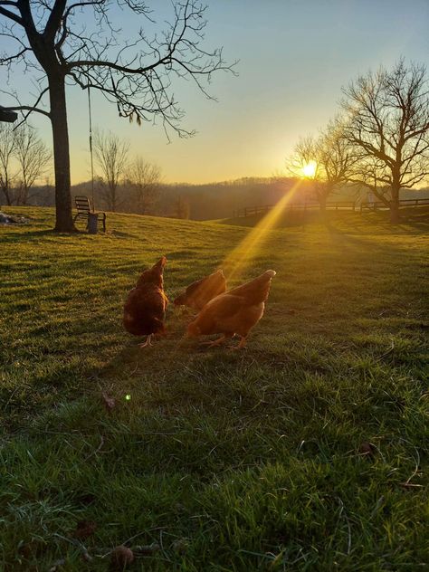 Chickens standing on a farm with the sunset shining directly on them Farm Chickens, Chickens Aesthetic, Farm Vibes, Chicken Aesthetic, Farm Aesthetic, Cottagecore Farm, Pixie Aesthetic, Cottagecore Animals, Schrute Farms