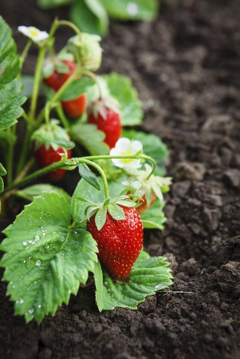 Strawberry Garden, Growing Strawberries, Market Garden, Garden Veggies, Strawberry Plants, Growing Fruit, Fruit Garden, Hobby Farms, Garden Soil